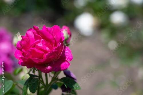close up of a bright pink rose with a blurred background