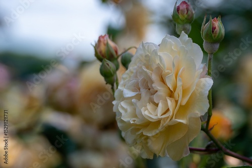 beautiful creamy yellow rose with a blurred background