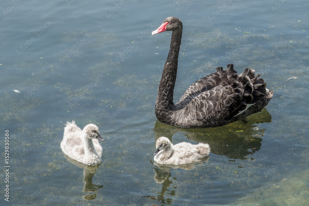 Fototapeta premium the black swan cygnus atratus a large waterbird with cygnets