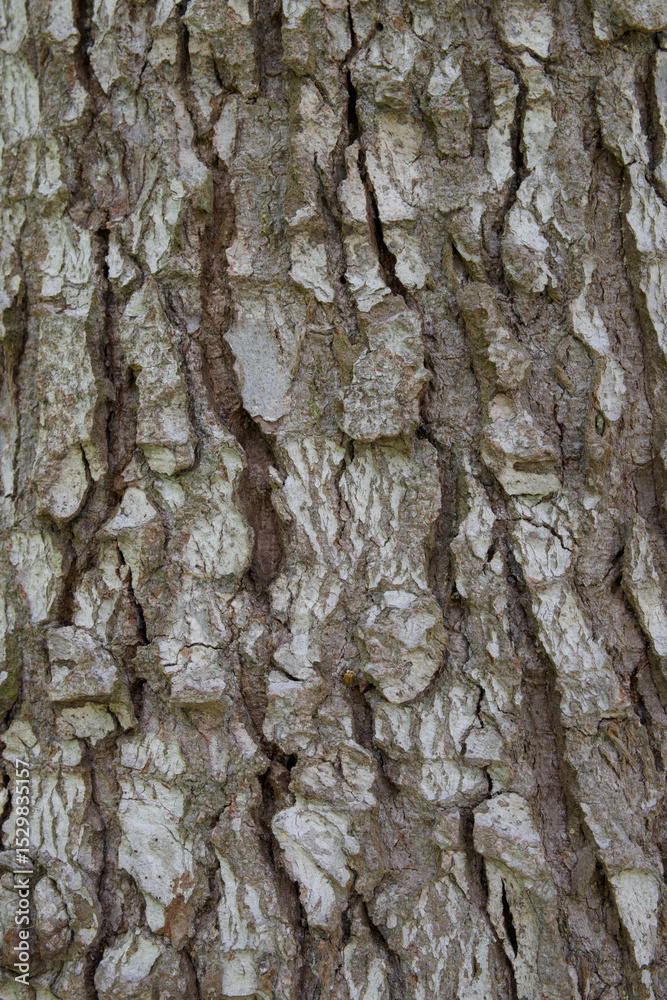 Obraz premium Beautiful close-up of the bark of abies nordmanniana