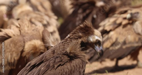 Cinereous vultures (Aegypius monachus) interacting on spring ground