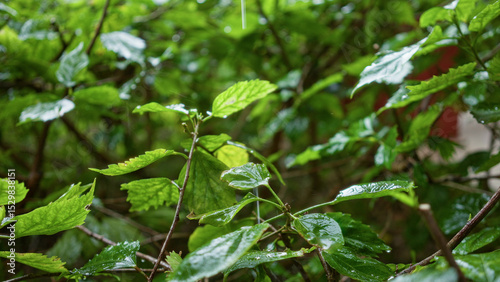 Wallpaper Mural Lush green leaves seen outdoors in a spanish garden, with rain gently falling on the fresh foliage, offering a serene and natural landscape during a light shower. Torontodigital.ca