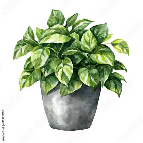 Indoor Plant, watercolor illustration vector, isolated on a white background.