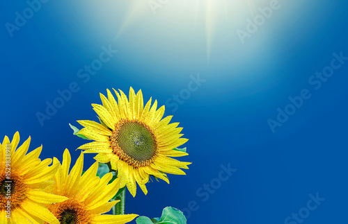 Bright yellow Sunflowers in the blue background