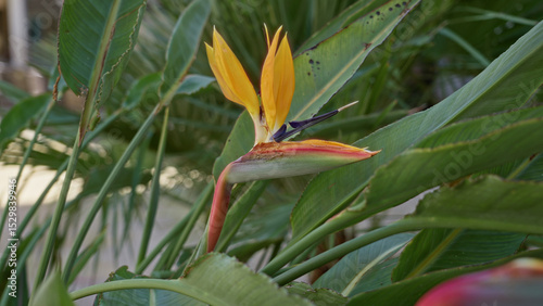 Bird of paradise flower showcasing vibrant orange and blue hues among lush green leaves outdoors in sunny torrevieja, spain garden.