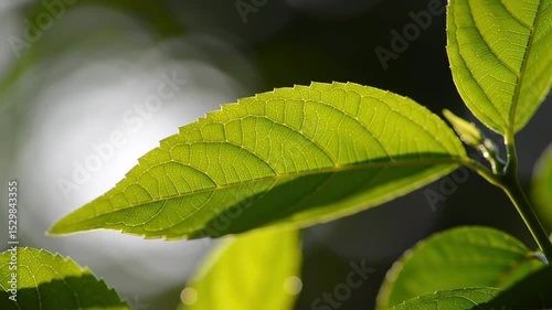 Single green leaf backlit shows translucent veins detail natural beauty vibrant life