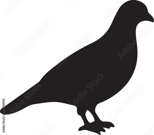 silhouette of bird
