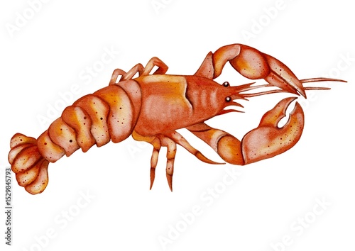 Illustration of a detailed orange lobster with intricate patterns in watercolor style