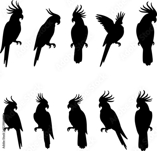 Cockatoo Vector  Silhouettes Bundle