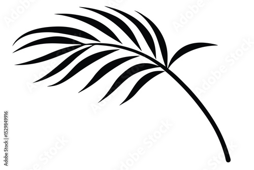 green leaf of palm tree on transparent background.eps