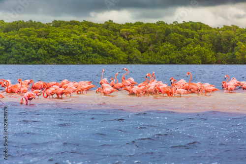 Flamencos Rosados en Ría Celestún, Yucatán.