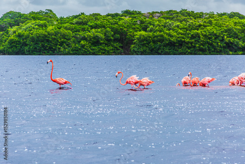 Flamencos Rosados en Ría Celestún, Yucatán.