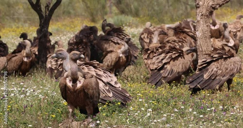 Griffon vultures (Gyps fulvus) interacting on spring ground.