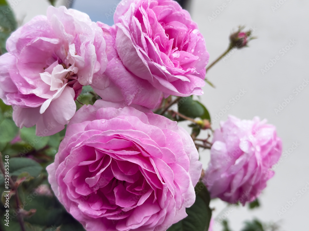 Fototapeta premium Beautiful pink tea roses bloom vibrantly in garden, showcasing delicate petals and lush greenery