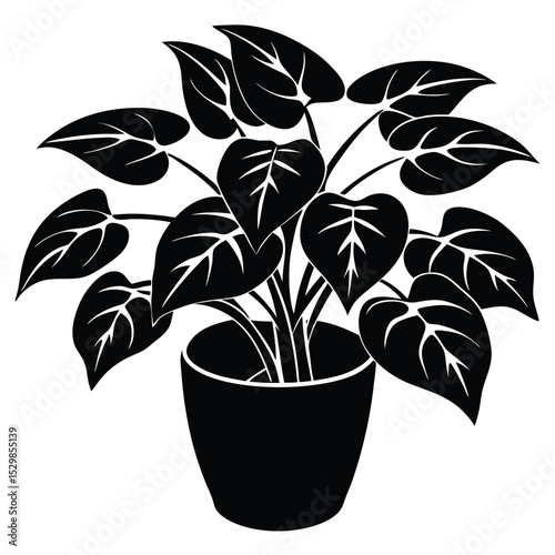 pothos-white-background-.eps