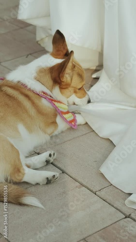 A Playful and Cheerful Corgi Donning a Colorful Bandana at a Fun Gathering Event. Vertical video