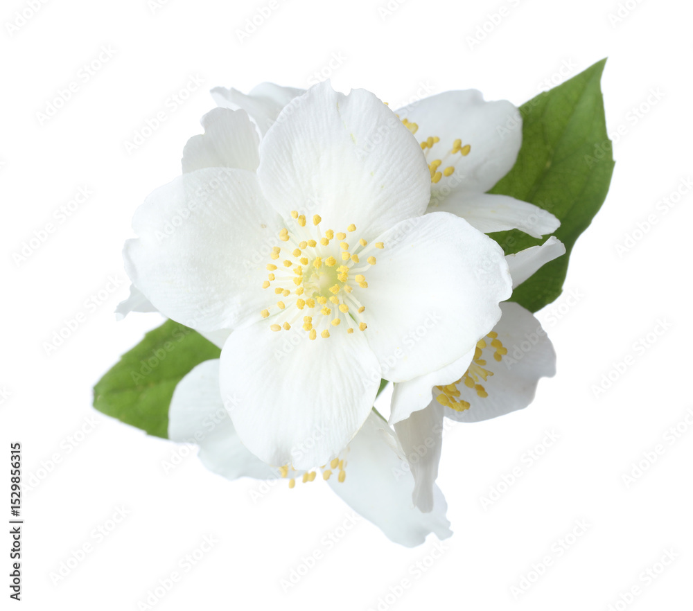 Obraz premium Beautiful jasmine flowers with green leaves isolated on white