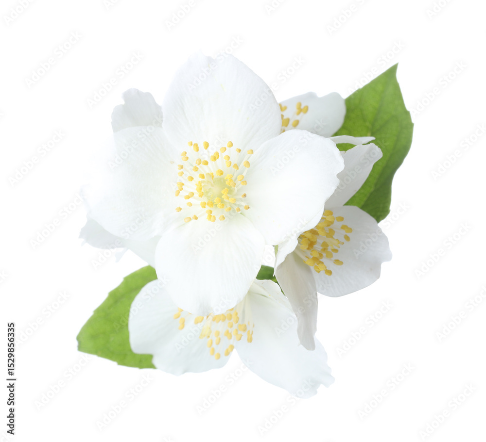 Obraz premium Beautiful jasmine flowers with green leaves isolated on white