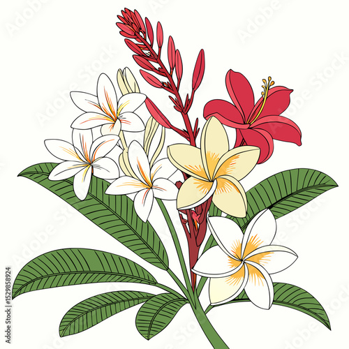 Tropical flowers plumeria frangipani botanical illustration