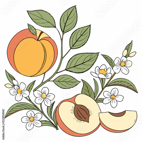 Fresh peaches with blossoms and leaves illustration