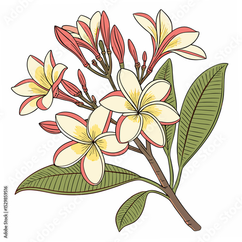 Elegant plumeria blossom branch, isolated, transparent background