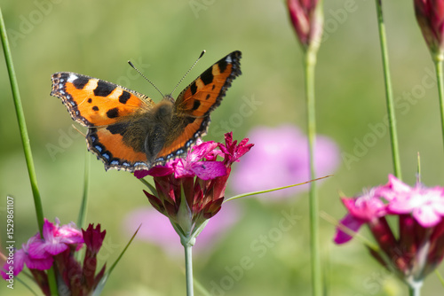 Small tortoiseshell butterfly (Aglais urticae) sitting on a pink flower in Zurich, Switzerland