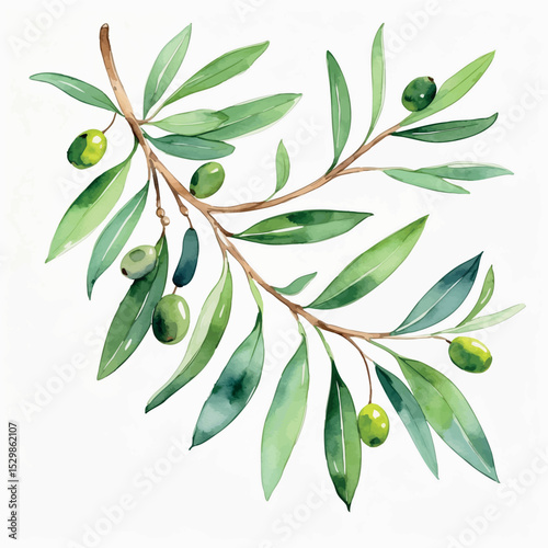 Olive branch watercolor vector. Symbolic botanical element with soft texture and classic shape.