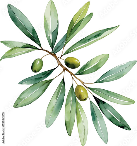 Olive branch watercolor vector. Symbolic botanical element with soft texture and classic shape.