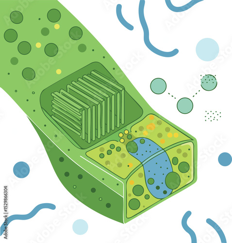 Plant Cell Structure Illustration Showing Chloroplasts and Cellular Components in Green and Blue Colors