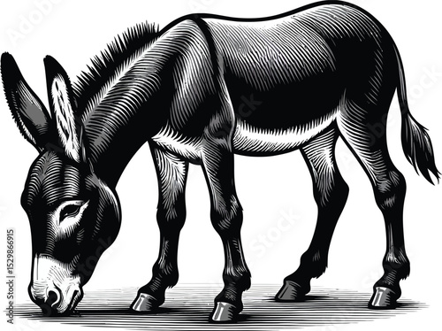 a vector illustration Donkey