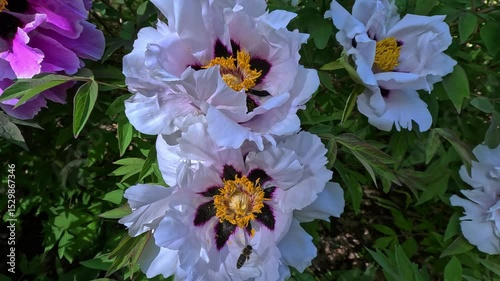 Honey bee on a white tree peony flower collecting nectar and pollen, garden in Odessa.