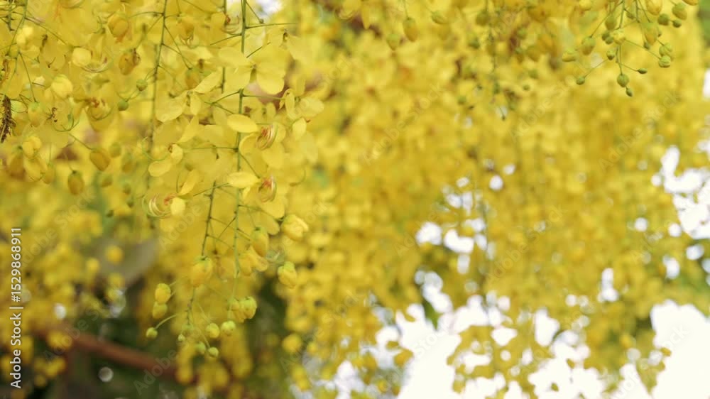 Hanging yellow Bahava flowers moving softly on a windy day, filmed in slow motion.