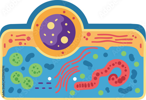Animal cell structure diagram illustration showing organelles in colorful design vector 