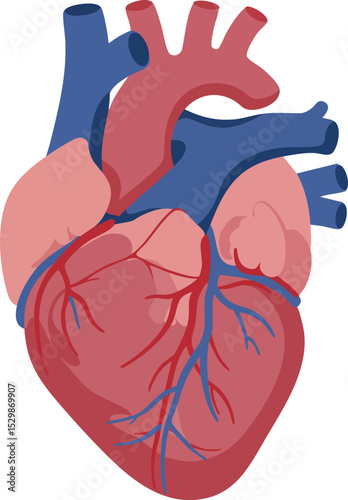 Human heart anatomy illustration showing main arteries and veins in red and blue colors vector 