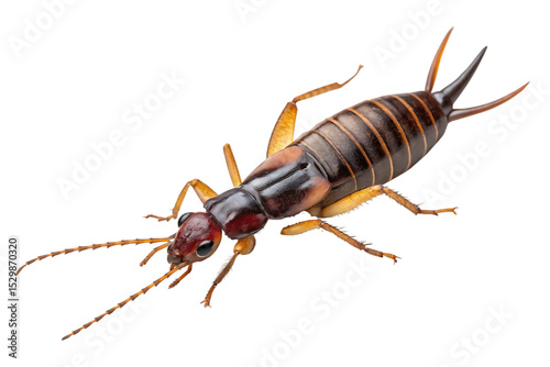 A detailed close-up view of an earwig insect with prominent pincers, antennae, and a captivating insect body on black
