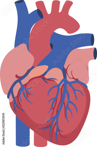 Human heart anatomy detailed vector illustration for medical education and health awareness 