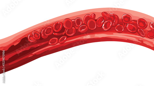 Detailed Blood Vessel Artery Vector Isolated Illustration