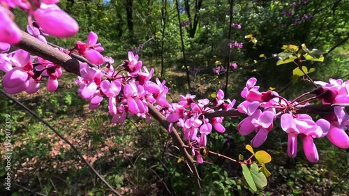Honey bee collects nectar on a cluster of purple flowers on a Judas tree in a garden