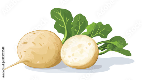 Fresh Jicama or Mexican Turnip Vector Illustration for Healthy Food Designs
