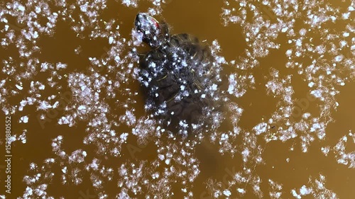 Trachemys scripta, wild turtle swims in yellow water of lake among floating on surface poplar fluff in search of food