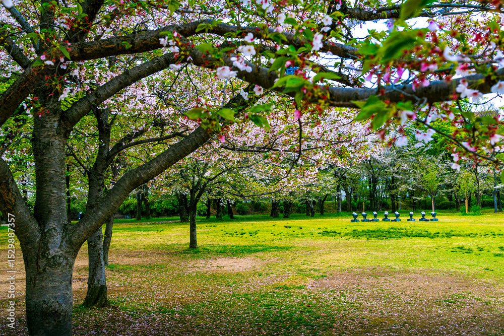 Naklejka premium Beautiful cherry blossoms , spring, Japan, Southeast Asia