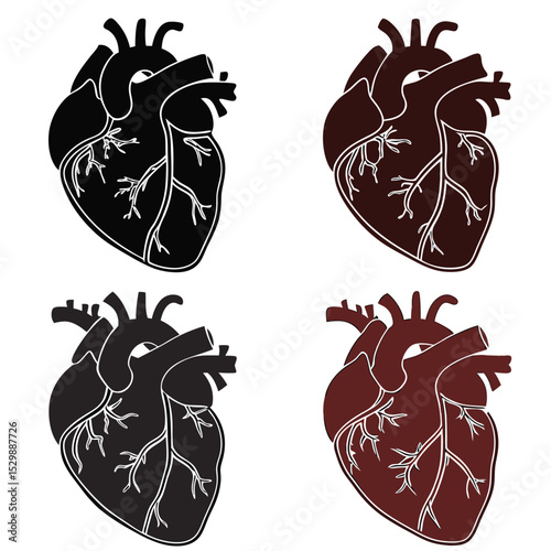 Human Heart Anatomy Illustration Set