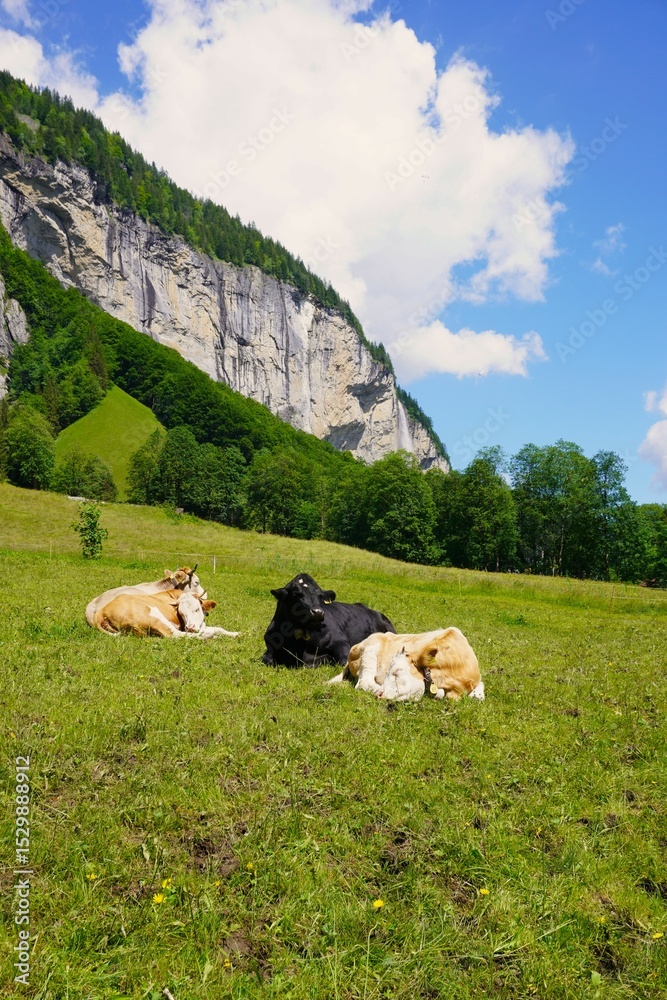 Fototapeta premium cows in the swiss alps, Lauterbrunnen