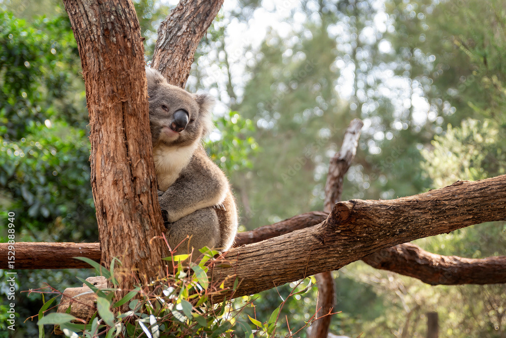 Obraz premium Sleepy koala resting on a eucalytus tree
