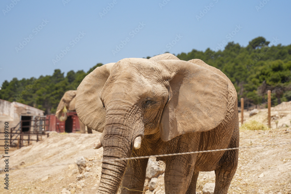Fototapeta premium elephant in the zoo