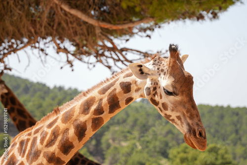 giraffe in the zoo