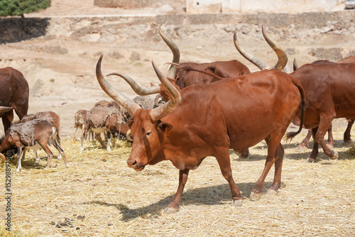 red bull elk