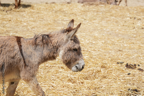portrait of a donkey