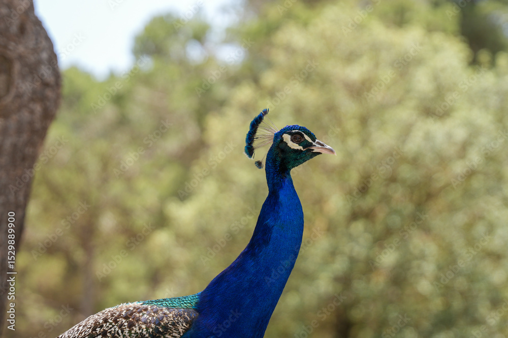 Fototapeta premium portrait of a peacock