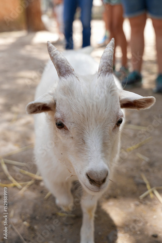goat on the farm